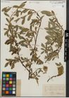 Foto von Salix kitaibeliana Willd.